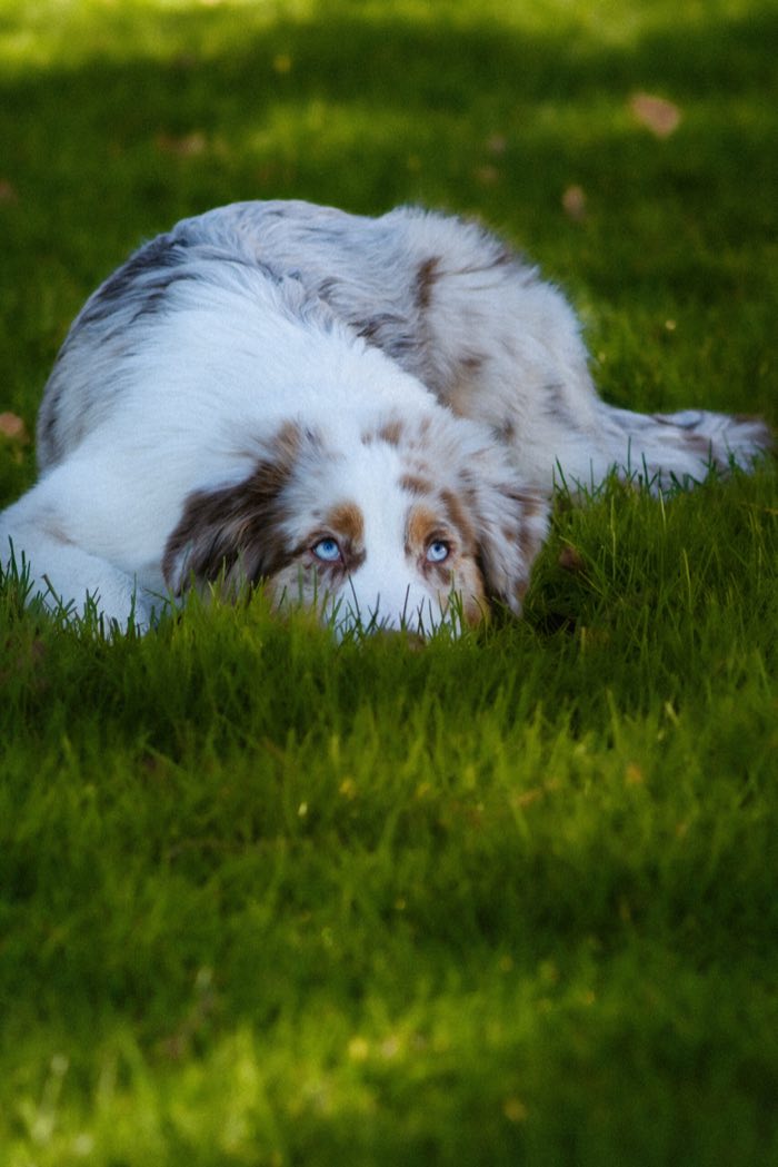 Berger australien allongé dans l’herbe