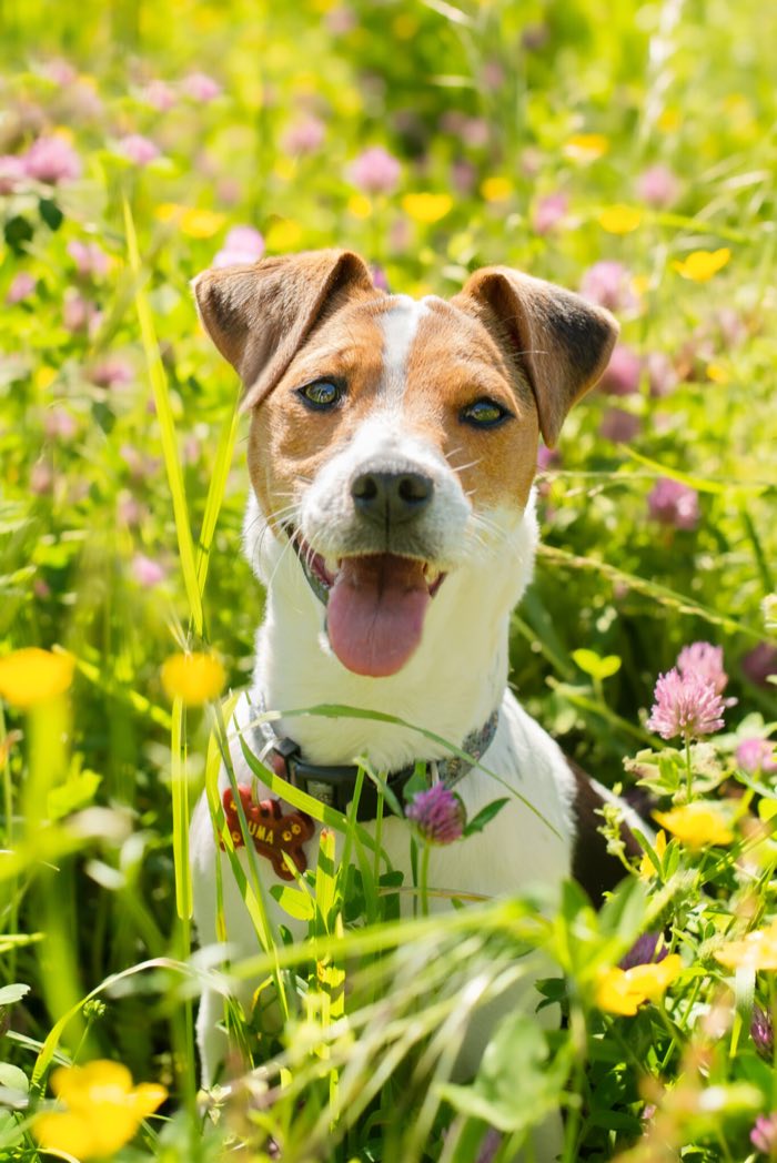 Jack russell au milieu des fleurs sauvages