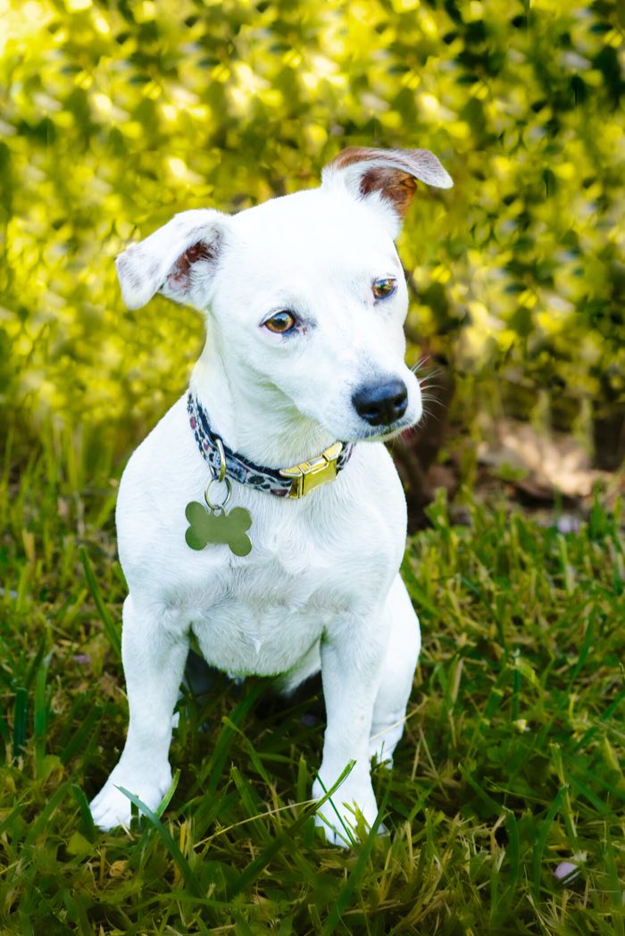Jack russell blanc assis dans l’herbe, oreilles dressées
