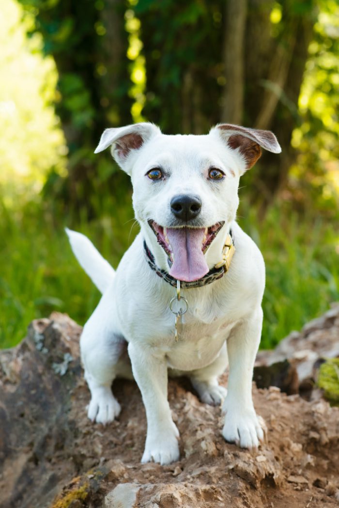 Jack russell blanc, gueule souriante, en pleine lumière