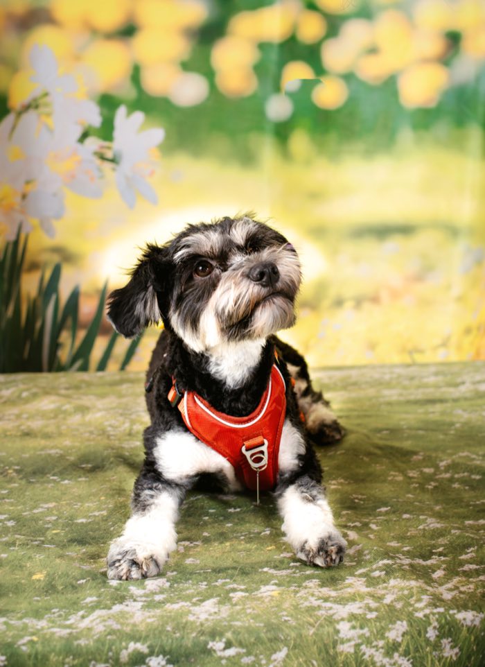Petit chien au harnais rouge dans un pré fleuri