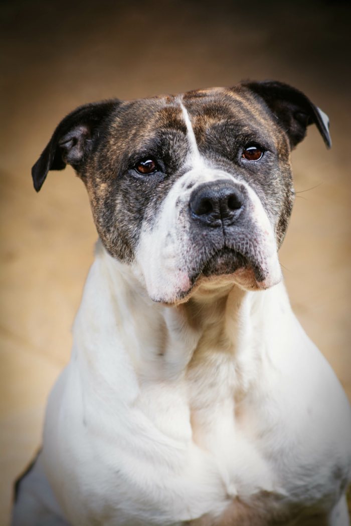 Portrait d’un bouledogue américain, regard franc